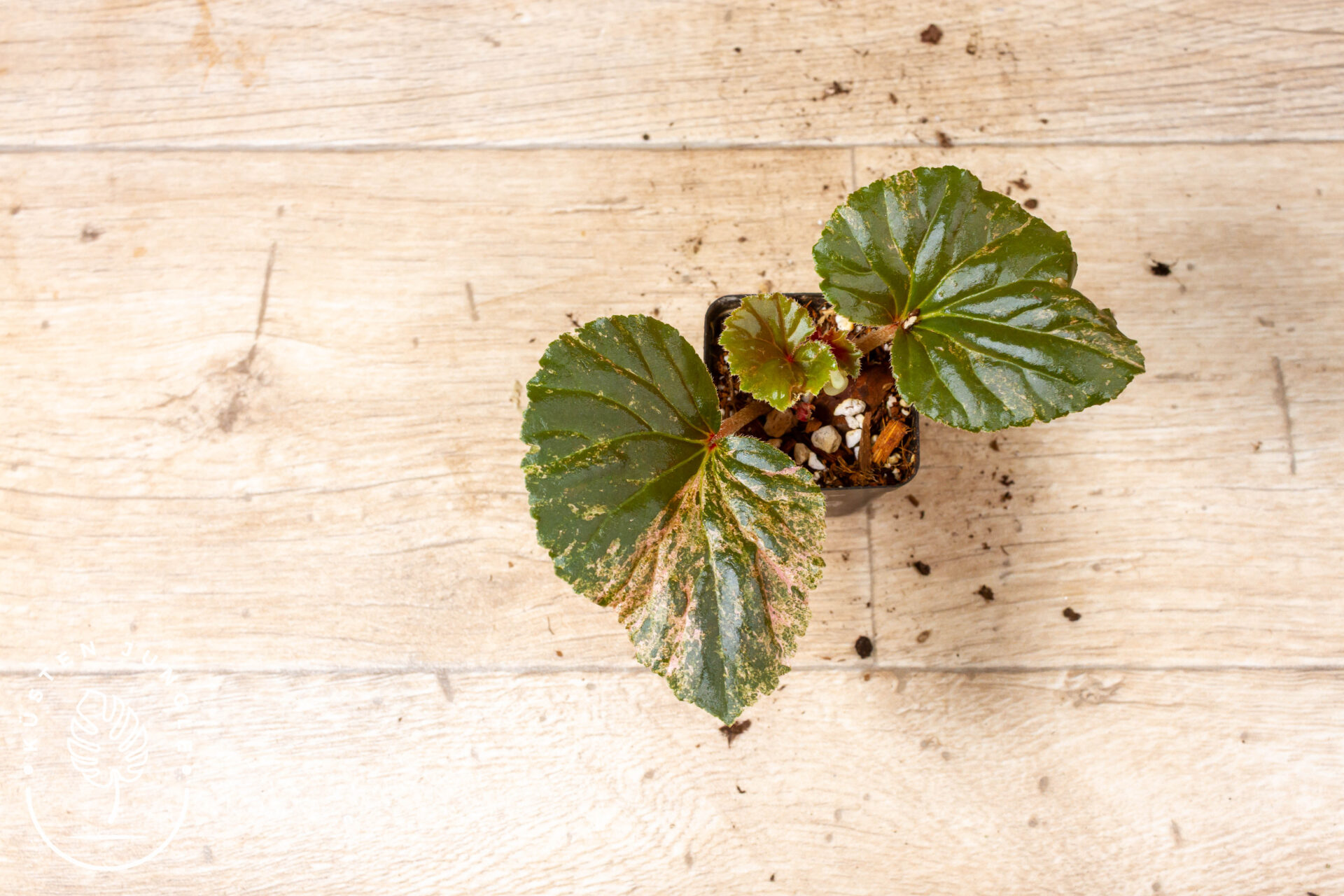 Begonia cucullata Variegata 004F WYSIWYG