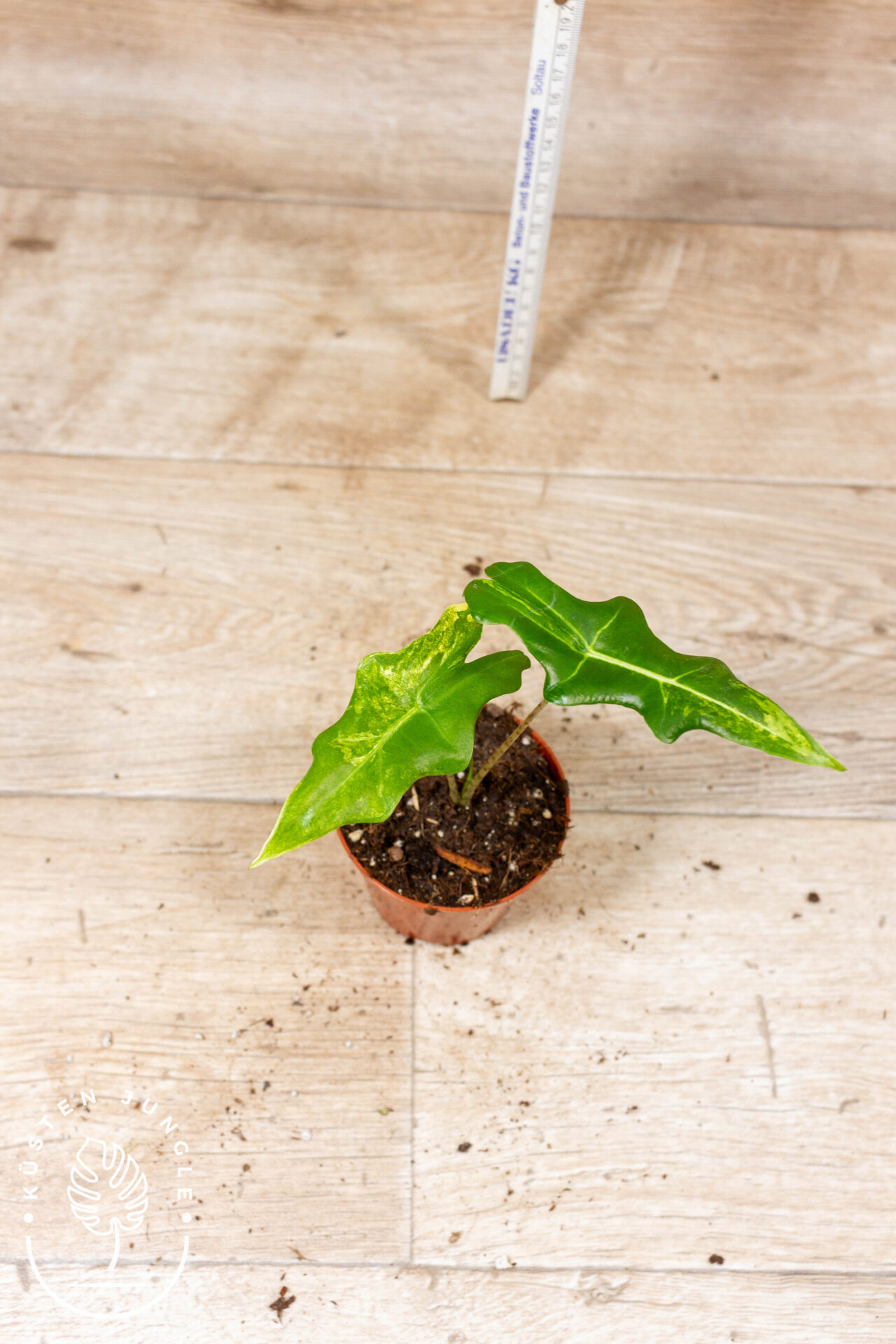 Alocasia portei variegata 001F WYSIWYG