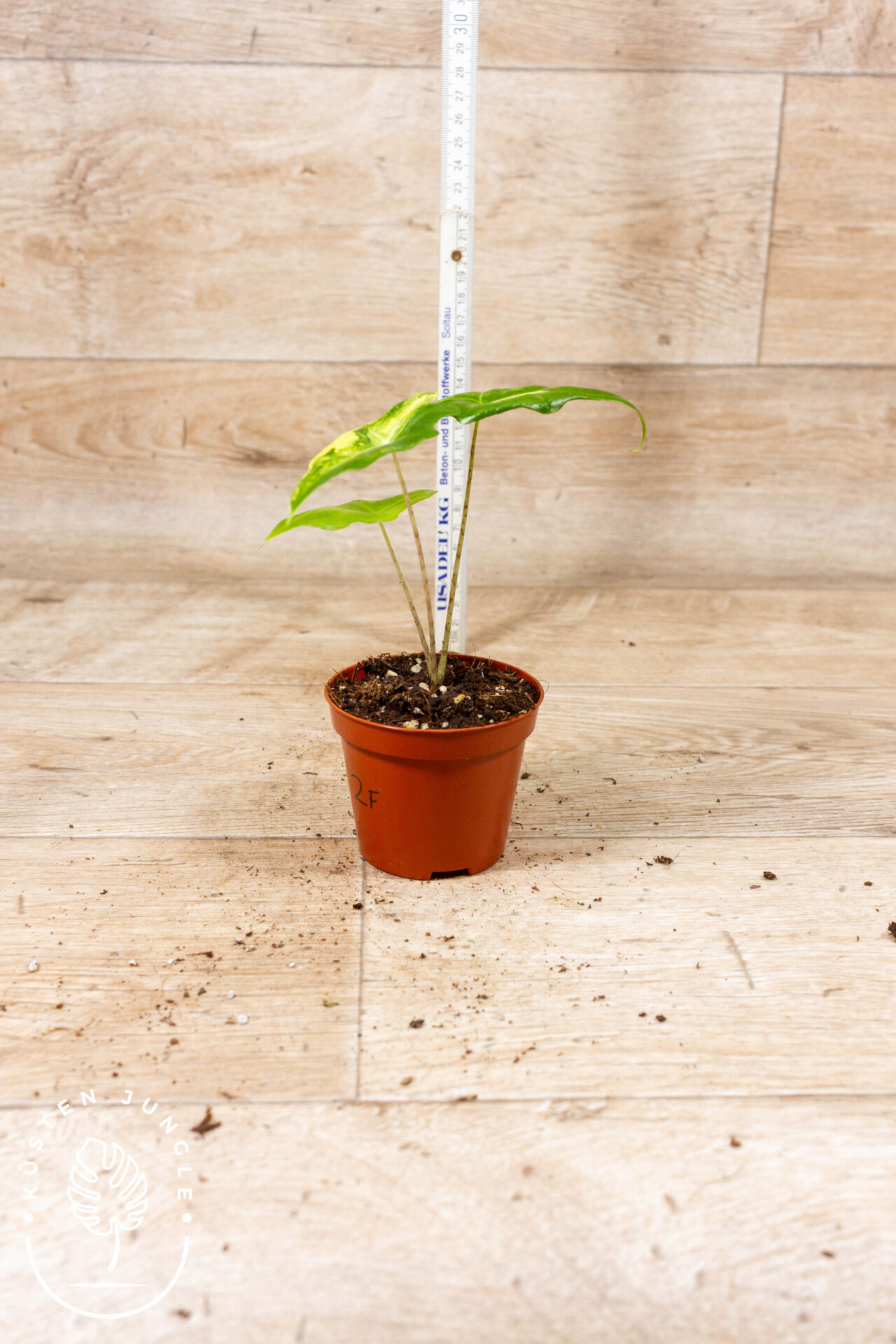 Alocasia portei variegata 002F WYSIWYG – Bild 2