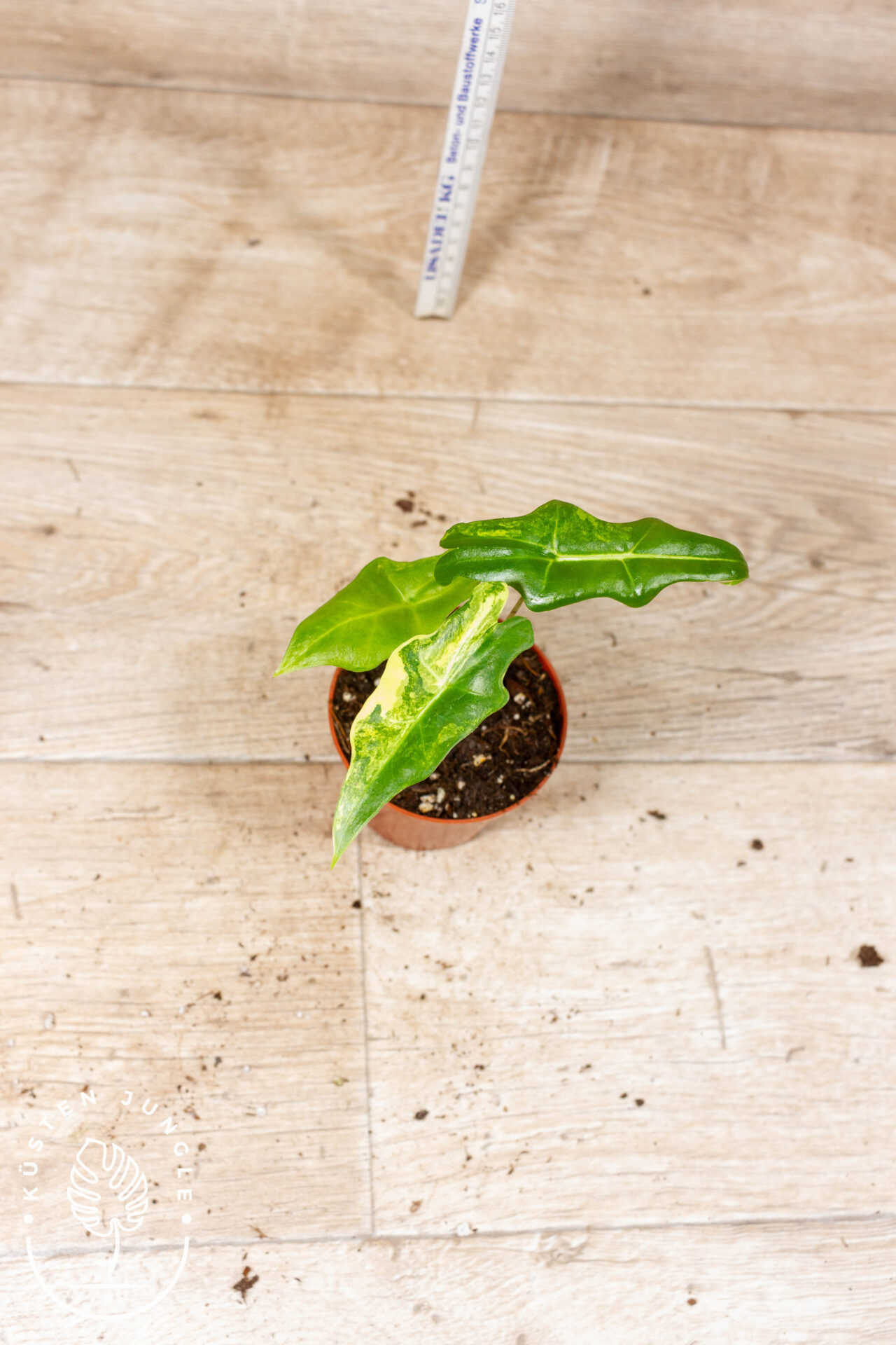 Alocasia portei variegata 002F WYSIWYG