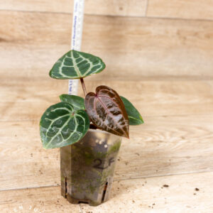 Anthurium red crystallinum tezula x self 002F WYSIWYG