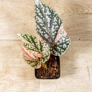 Begonia snow capped variegata 001B