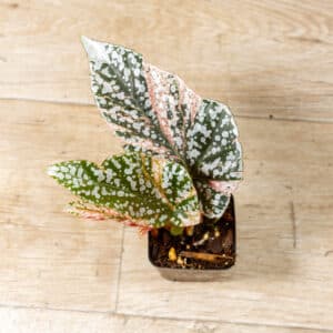 Begonia snow capped variegata 002B