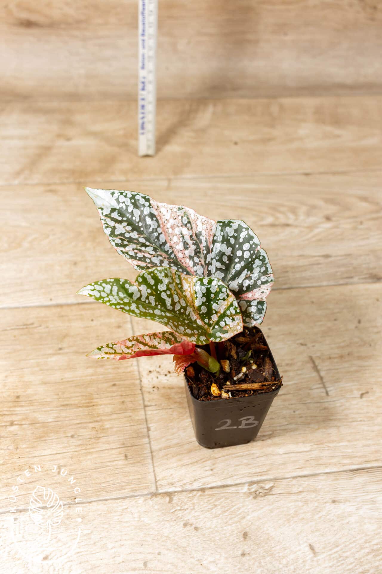 Begonia snow capped variegata 002B – Bild 2