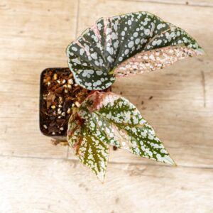 Begonia snow capped variegata 003B