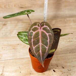 DocBlock Anthurium Michelle® 002E