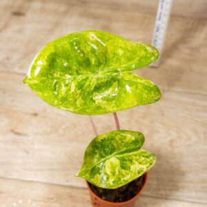 Alocasia Pink Dragon Variegata 001E