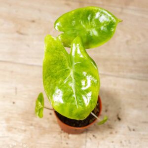 Alocasia Pink Dragon Variegata 002E