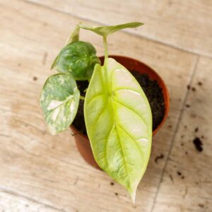 Alocasia Silver Dragon Variegata 001e