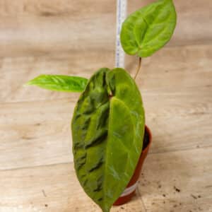 Anthurium King of Spades x (Forgetii x Goliath) 002E