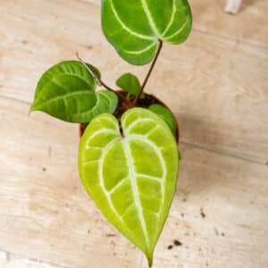 Anthurium Dark Mama x Ace of Spades 001E