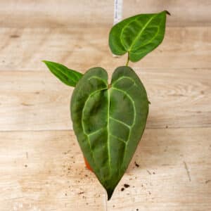 Anthurium Dark Mama x Ace of Spades 002E