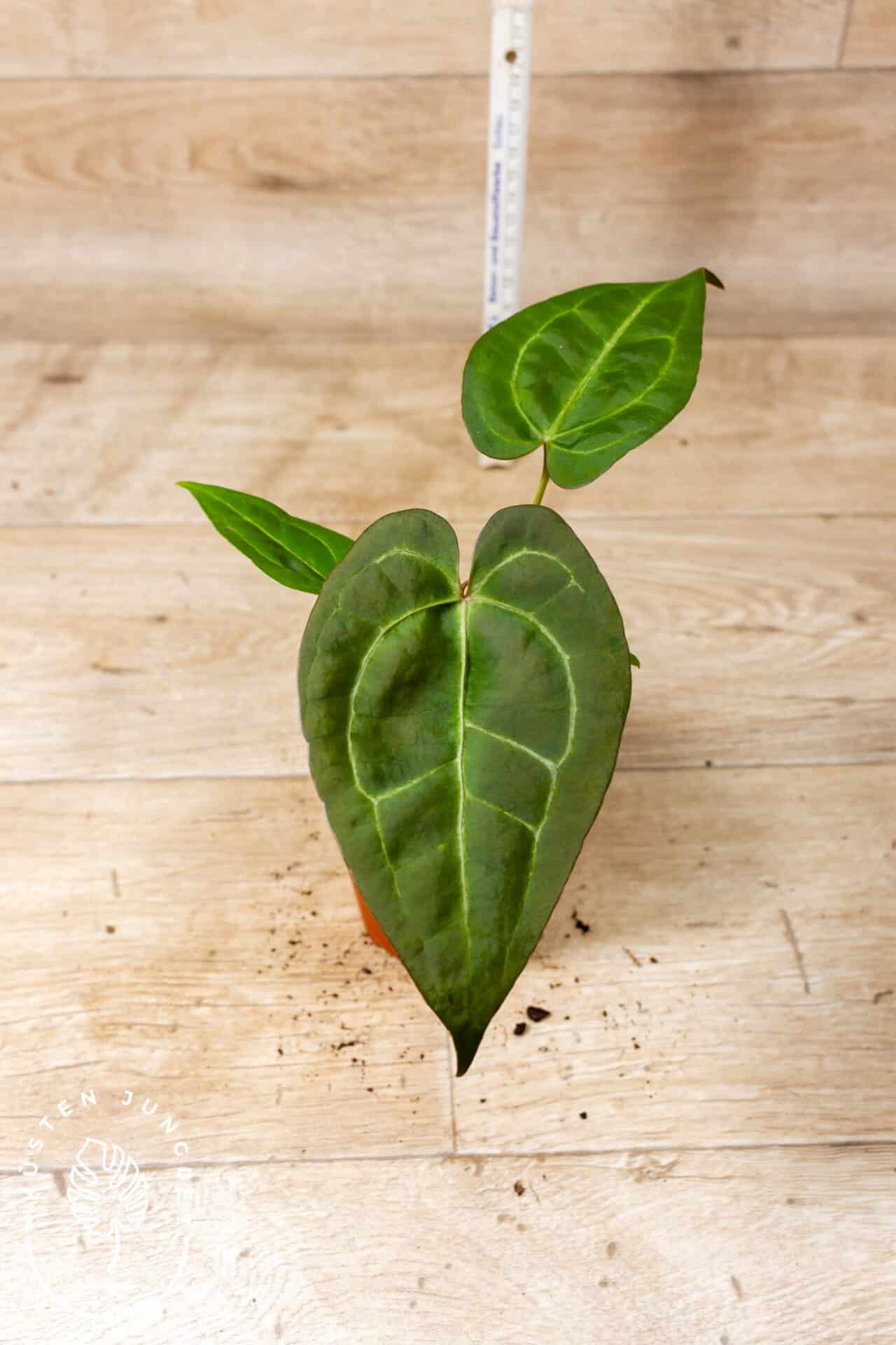 Anthurium Dark Mama x Ace of Spades 002E