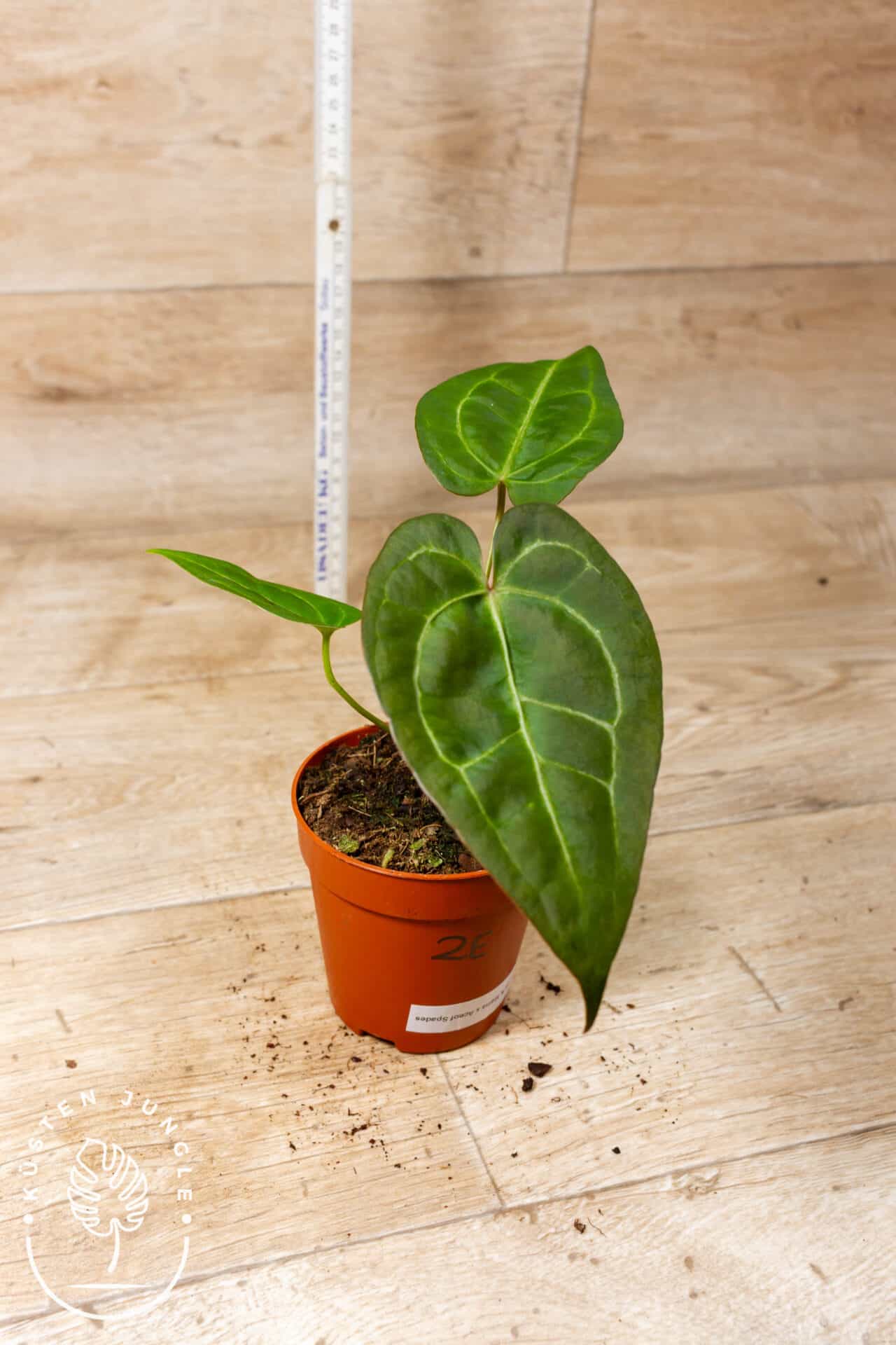 Anthurium Dark Mama x Ace of Spades 002E – Bild 2