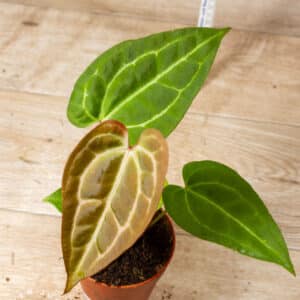 Anthurium Dark Mama x Ace of Spades 003E