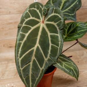 DocBlock Anthurium Zara® '3' X Zara® '33 XL