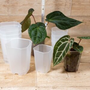 Aroid Tower Töpfe Transparent Matt