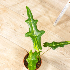 Alocasia portei variegata 001F WYSIWYG