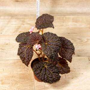 Begonia Ferox 002F