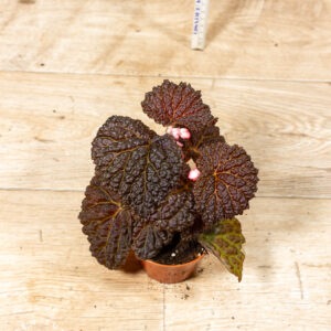 Begonia Ferox 004F