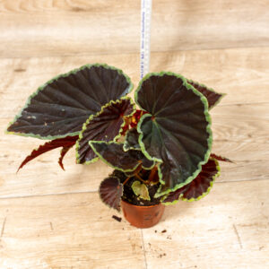 Begonia Darthvaderiana Hybrid Green Spot 002F