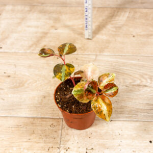 Peperomia Creme Brulee 002F