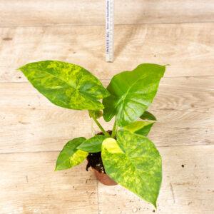 Alocasia gageana aurea 002F