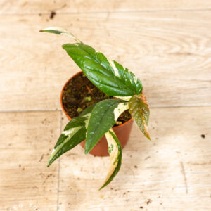 Ficus sagittata pink variegata 001F WYSIWYG