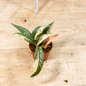 Ficus sagittata pink variegata 003F WYSIWYG