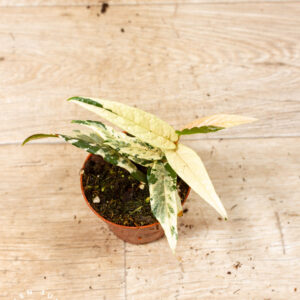 Ficus sagittata pink variegata 004F WYSIWYG