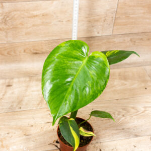 Monstera yellow marilyn 001F WYSIWYG