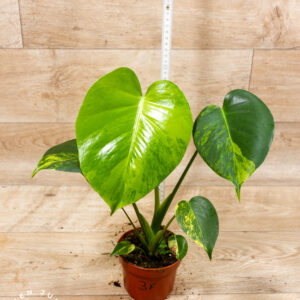 Monstera yellow marilyn 003F WYSIWYG