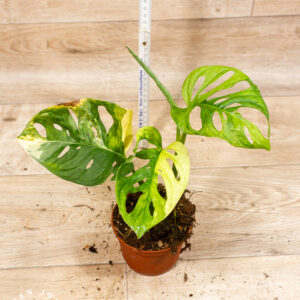 Monstera Adansonii Aurea 001F
