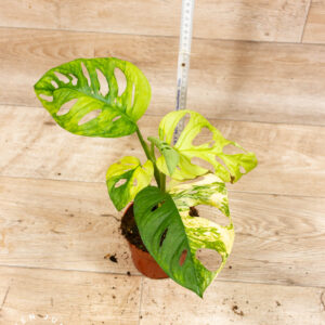 Monstera Adansonii Aurea 002F