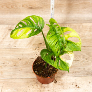 Monstera Adansonii Aurea 003F