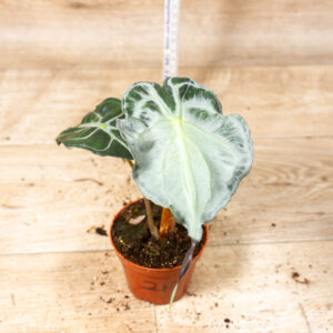 Alocasia venom 002F WYSIWYG