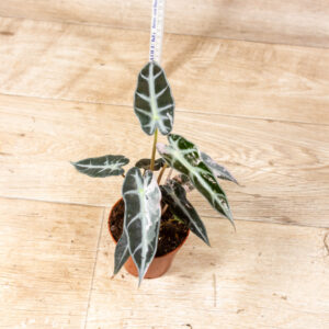 Alocasia bambino pink variegata 003F