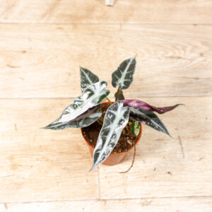 Alocasia bambino pink variegata 004F