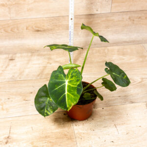 Alocasia dorayaki aurea 001F WYSIWYG