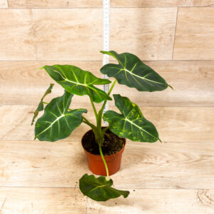 Alocasia dorayaki aurea 002F WYSIWYG