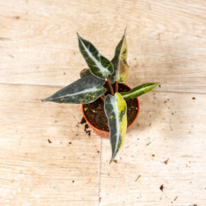 Alocasia bambino aurea 002F
