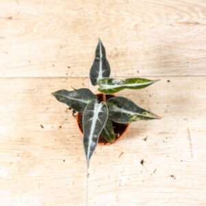 Alocasia bambino aurea 003F