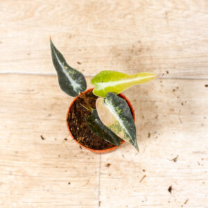 Alocasia bambino aurea 004F