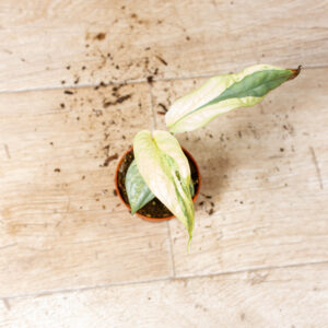 Amydrium medium silver variegata 001F