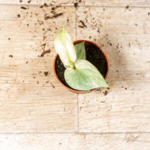 Amydrium medium silver variegata 002F