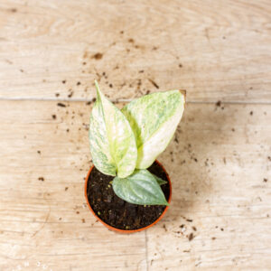 Amydrium medium silver variegata 003F