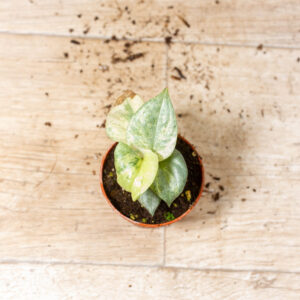 Amydrium medium silver variegata 004F