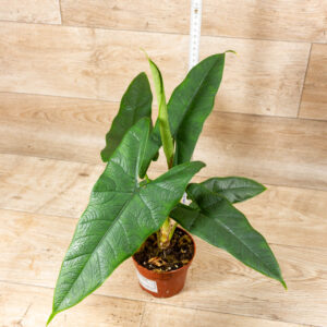 Alocasia sulawesi green carpet 003A WYSIWYG