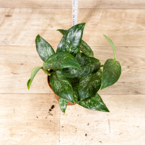 Rhaphidophora Elliptica Mint 001C WYSIWYG