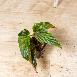 Begonia ginny galaxy 001B WYSIWYG